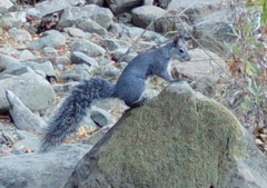 Sciurus griseus