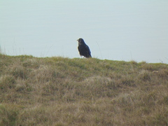 Corvus corone corone