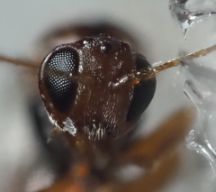 Druon quercuslanigerum fuscum