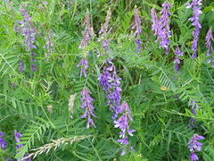 Vicia tenuifolia