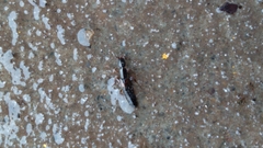 Xantholinus longiventris