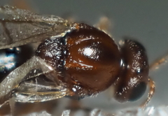 Druon quercuslanigerum fuscum