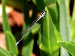 Pseudagrion kersteni