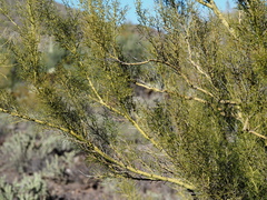 Parkinsonia microphylla