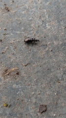 Salpingus viridiaeneus