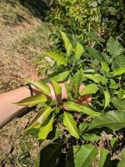 Handroanthus