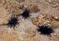 Heterocentrotus trigonarius