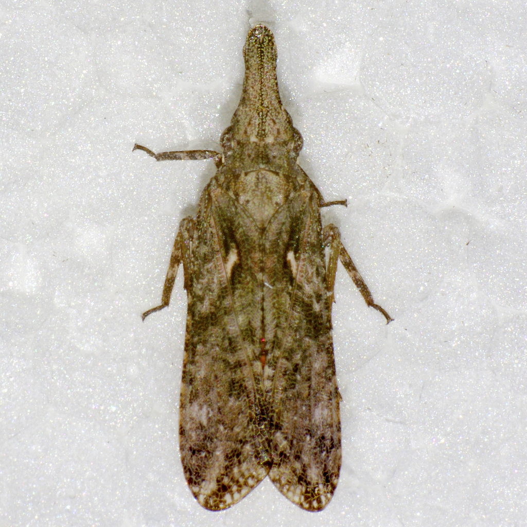 Amycle vernalis