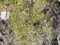 Parkinsonia microphylla