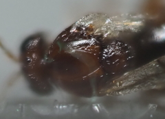 Druon quercuslanigerum fuscum