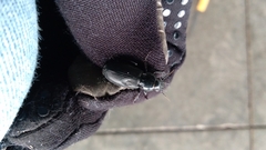 Pterostichus melanarius