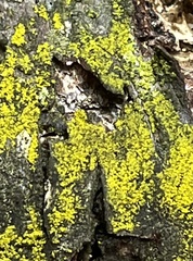 Candelariella efflorescens