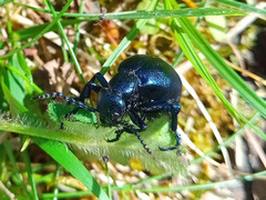 Meloe proscarabaeus