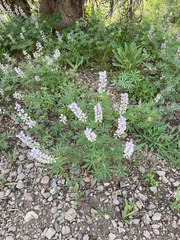 Lupinus caudatus caudatus