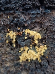 Hemitrichia
