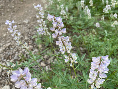 Lupinus caudatus caudatus