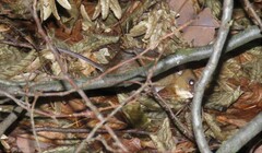 Apodemus flavicollis