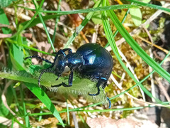 Meloe proscarabaeus