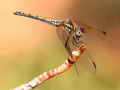 Trithemis arteriosa