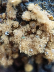 Hemitrichia