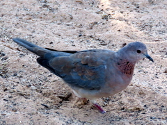 Streptopelia senegalensis senegalensis