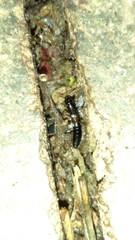 Xantholinus longiventris
