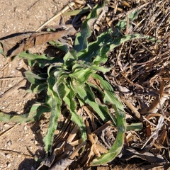 Tradescantia gigantea