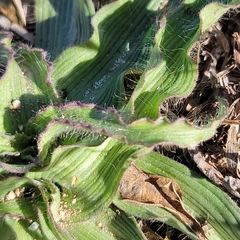 Tradescantia gigantea