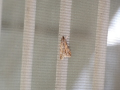 Melipotis acontioides