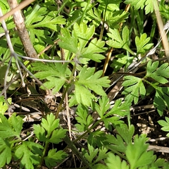 Chaerophyllum tainturieri