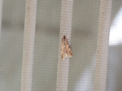 Melipotis acontioides