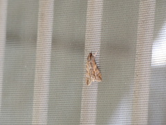 Melipotis acontioides