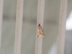 Melipotis acontioides