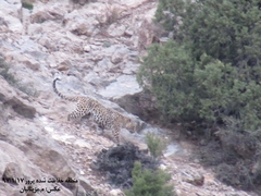 Panthera pardus tulliana