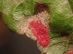 Aceria pyracanthi