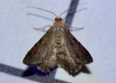 Macaria minorata
