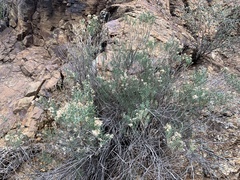 Ericameria laricifolia