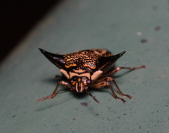 Alcimocoris coronatus