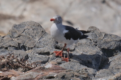 Leucophaeus scoresbii