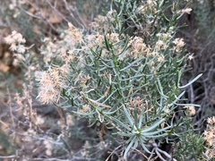 Ericameria laricifolia