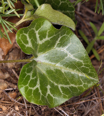 Asarum hartwegii