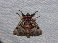 Polilla Lanuda - Photo (c) Lepidoptera Colombiana 🇨🇴, algunos derechos reservados (CC BY-NC), subido por Lepidoptera Colombiana 🇨🇴
