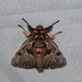 Polillas de Franela - Photo (c) Lepidoptera Colombiana 🇨🇴, algunos derechos reservados (CC BY-NC), subido por Lepidoptera Colombiana 🇨🇴