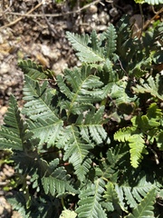 Notholaena standleyi