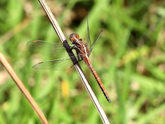 Orthetrum caffrum
