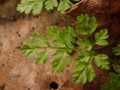 Anthriscus caucalis