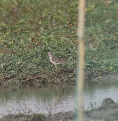 Tringa glareola