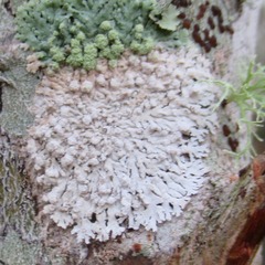 Physcia americana