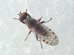 Pherbellia schoenherri