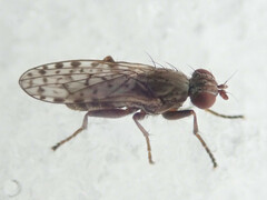 Pherbellia schoenherri